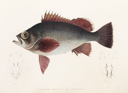 Fauna japonica Pl.031