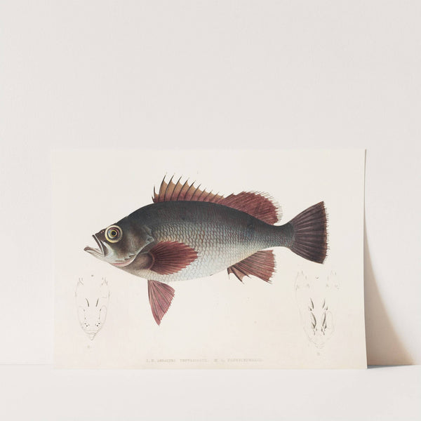 Fauna japonica Pl.031 by Philipp Franz Balthasar von Siebold