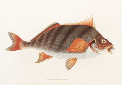 Fauna japonica Pl.042