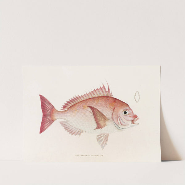 Fauna japonica Pl.046 by Philipp Franz Balthasar von Siebold