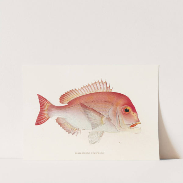 Fauna japonica Pl.047 by Philipp Franz Balthasar von Siebold