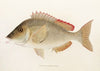 Fauna japonica Pl.051