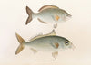 Fauna japonica Pl.053