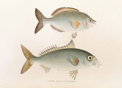 Fauna japonica Pl.053