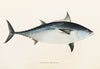 Fauna japonica Pl.061