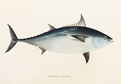 Fauna japonica Pl.061
