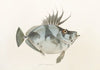 Fauna japonica Pl.079