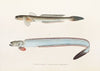 Fauna japonica Pl.089