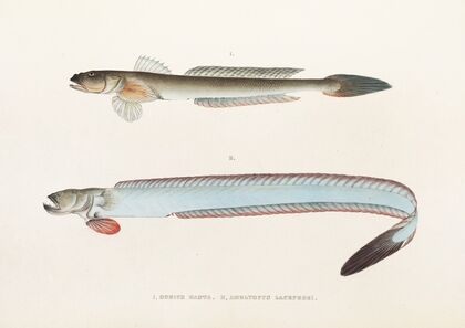 Fauna japonica Pl.089