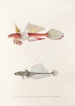 Fauna japonica Pl.093