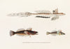 Fauna japonica Pl.094