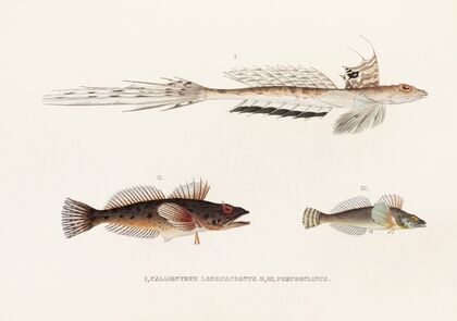 Fauna japonica Pl.094