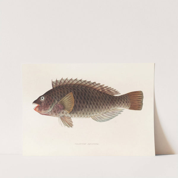 Fauna japonica Pl.106 by Philipp Franz Balthasar von Siebold
