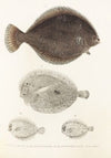 Fauna japonica Pl.109