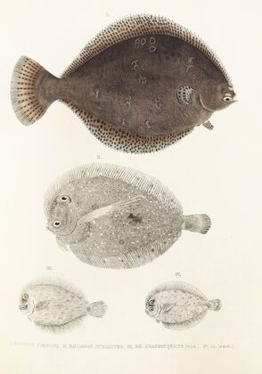 Fauna japonica Pl.109