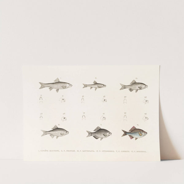 Fauna japonica Pl.117 by Philipp Franz Balthasar von Siebold