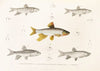 Fauna japonica Pl.118
