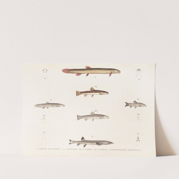 Fauna japonica Pl.120 by Philipp Franz Balthasar von Siebold