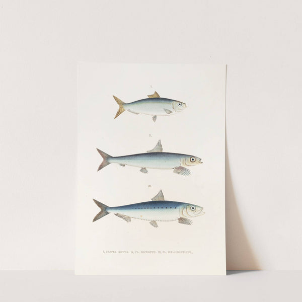 Fauna japonica Pl.124 by Philipp Franz Balthasar von Siebold