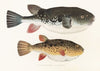 Fauna japonica Pl.140