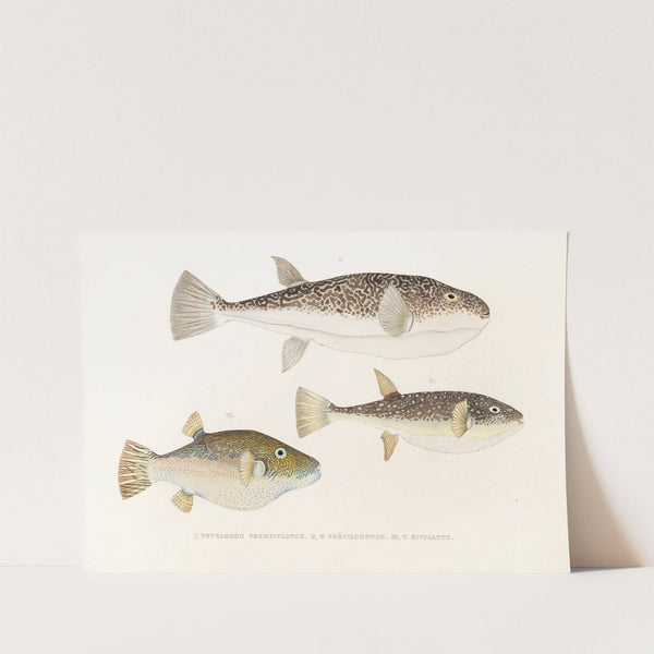 Fauna japonica Pl.141 by Philipp Franz Balthasar von Siebold