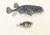 Fauna japonica Pl.145