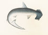 Fauna japonica Pl.155