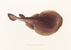 Fauna japonica Pl.157