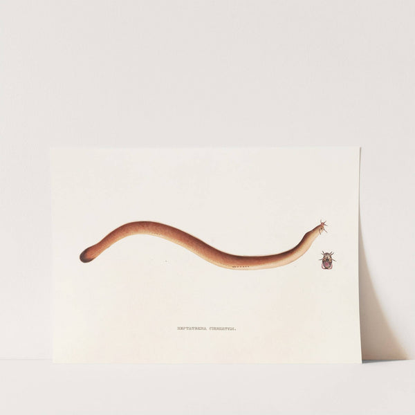 Fauna japonica Pl.160 by Philipp Franz Balthasar von Siebold