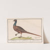 Fazant (Phasianus colchicus) (1596-1610) by Anselmus Boëtius de Boodt