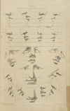 Features – proportions and character