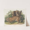 Felis onca, The Jaguar. Female. (1845-1848) by John Woodhouse Audubon