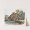 Felis pardalis, Ocelot, or Leopard-Cat. (Male) (1845-1848) by John Woodhouse Audubon