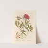 Female piony by Elizabeth Blackwell