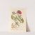 Female piony by Elizabeth Blackwell