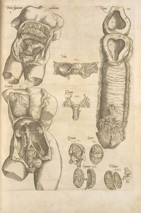 Female reproductive system