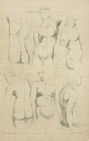 Female trunk – in attitude erect