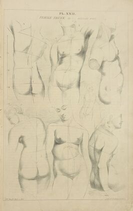 Female trunk – in attitude erect