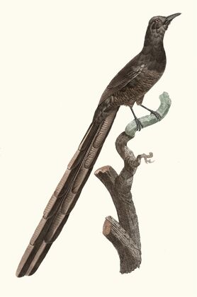 Femelle de la Pie de paradis.