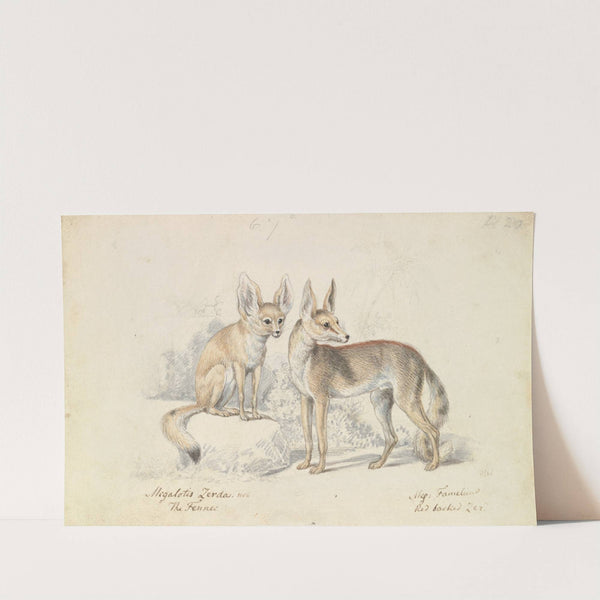 Fennec of Bruce and Red Backed Fennec (1837) by Charles Hamilton Smith