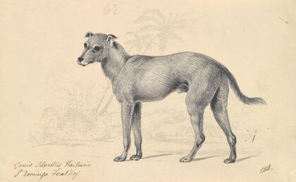 Feral Dog of St. Domingo (1837)