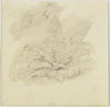 Ferns