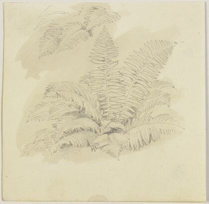 Ferns