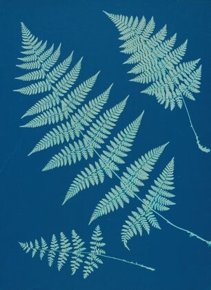 Ferns of Huntington, Long Island Pl.02