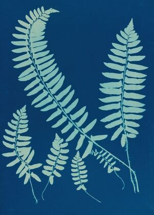 Ferns of Huntington, Long Island Pl.06