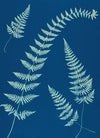 Ferns of Huntington, Long Island Pl.08