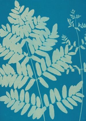 Ferns of Huntington, Long Island Pl.11