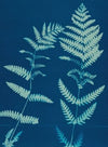 Ferns of Huntington, Long Island Pl.12