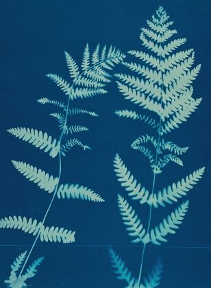 Ferns of Huntington, Long Island Pl.12