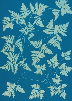 Ferns of Huntington, Long Island Pl.16